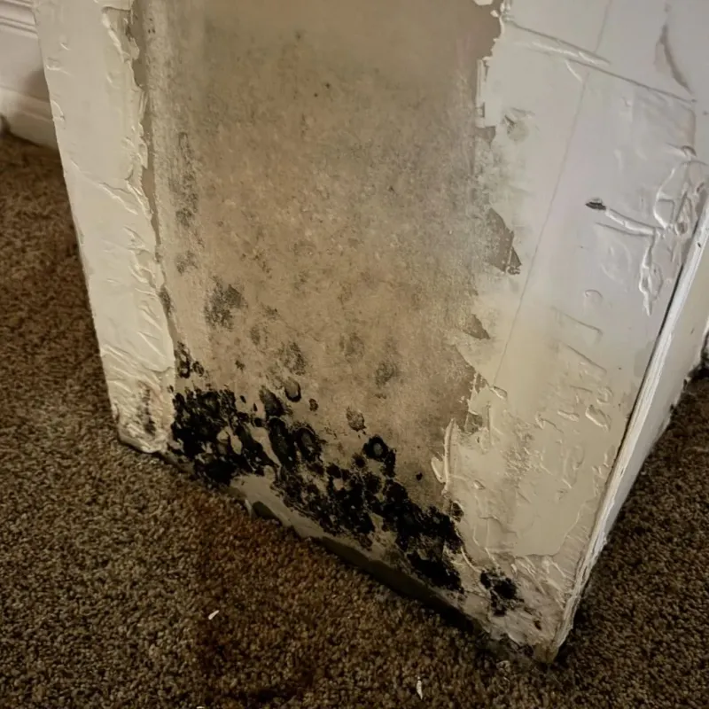 Professional Mold Removal in Wildomar, CA